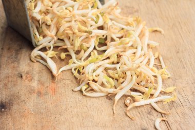 fasulye filizi ve tohum