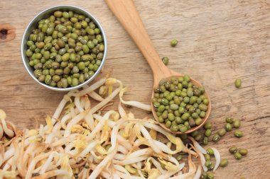 fasulye filizi ve tohum