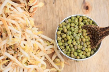 fasulye filizi ve tohum