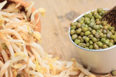 fasulye filizi ve tohum