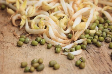 fasulye filizi ve tohum