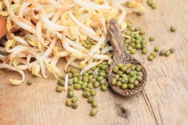 fasulye filizi ve tohum