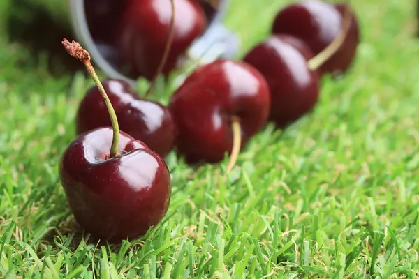 Cerises fraîches sur herbe verte — Photo