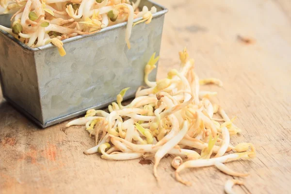 fasulye filizi ve tohum