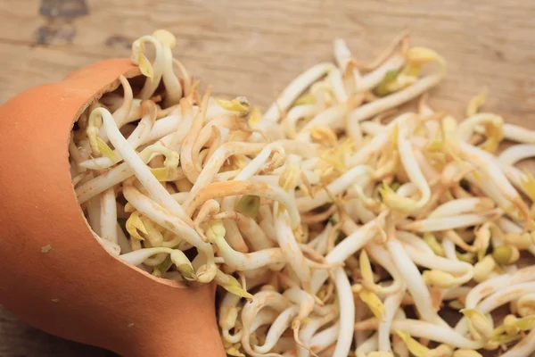 Bean sprouts and seed — Stock Photo, Image
