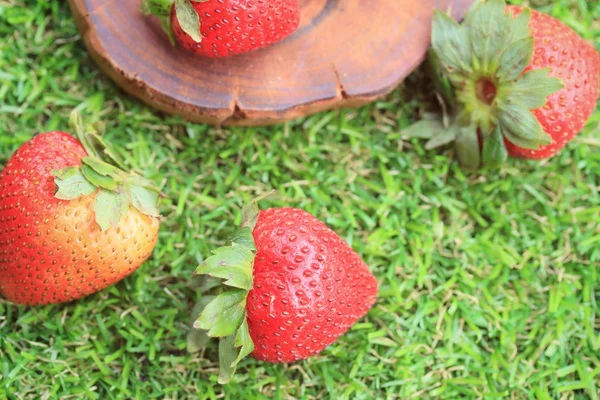 Fresh strawberry on green grass — Stock Photo, Image