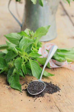 taze fesleğen tohumu