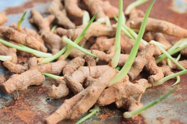 Zerdeçal tozu ile Filiz