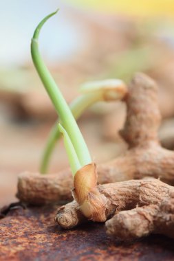 Zerdeçal tozu ile Filiz