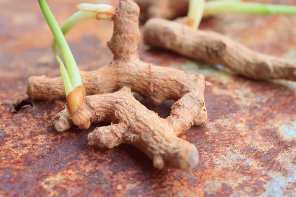 Turmeric powder with sprout — Stock Photo, Image