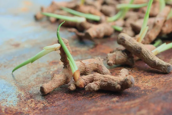 Turmeric powder with sprout — Stock Photo, Image