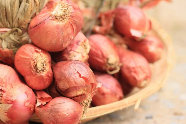 Banyak merah shallots — Stok Foto