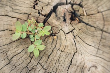 Ahşap arka plan üzerinde fidan