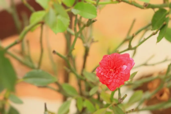 Rosa vermelha na natureza — Fotografia de Stock