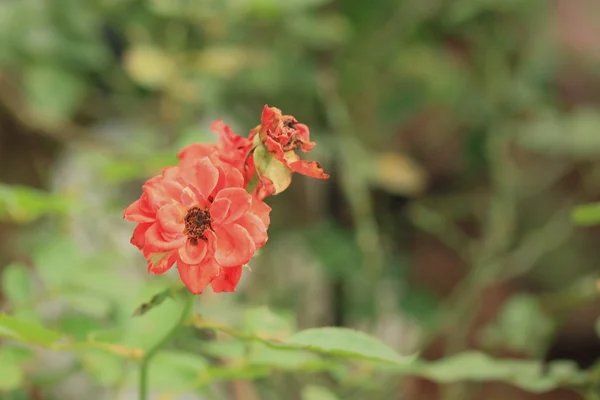 Red rose in nature — Stock Photo, Image