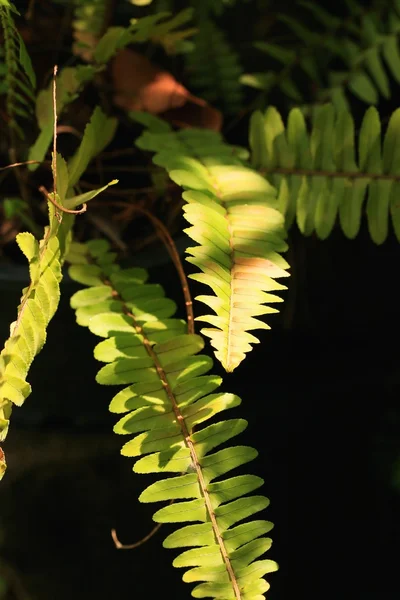 自然の中で緑のシダ — ストック写真