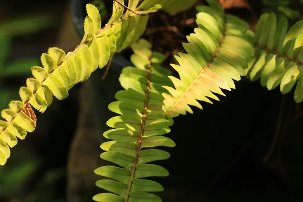 自然的绿色蕨类植物 — 图库照片