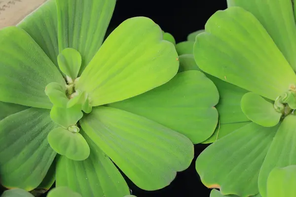 Felce verde in natura — Foto Stock