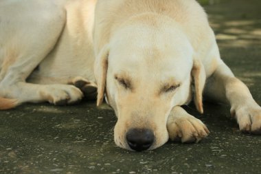 Doğada turuncu orkide