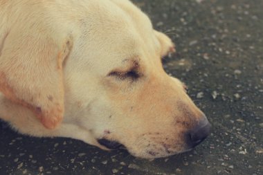 Doğada turuncu orkide