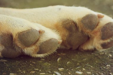 Doğada turuncu orkide