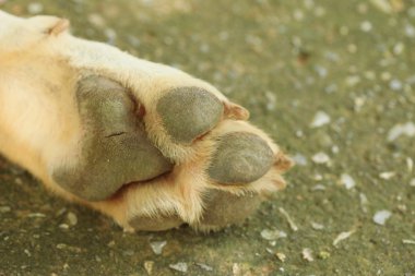 Doğada turuncu orkide