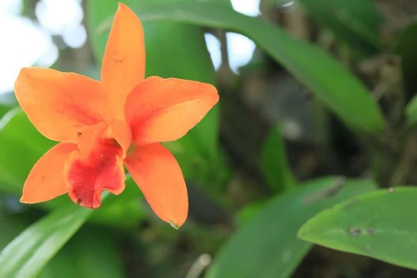 Orangene Orchideen in der Natur — Stockfoto