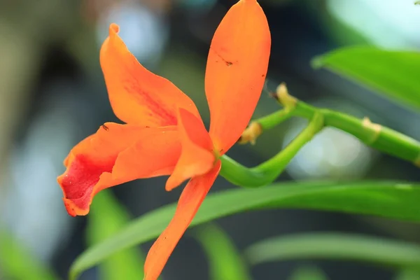 Orchidee arancioni in natura — Foto Stock