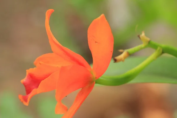 Orange orchids in nature — Stock Photo, Image