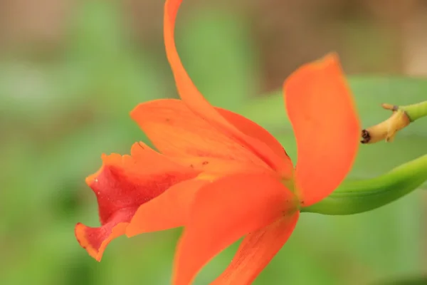 Orange orchids in nature — Stock Photo, Image