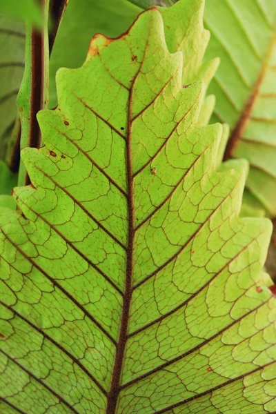 Samambaia verde com seco — Fotografia de Stock