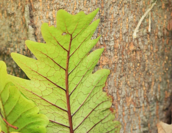 Samambaia verde com seco — Fotografia de Stock