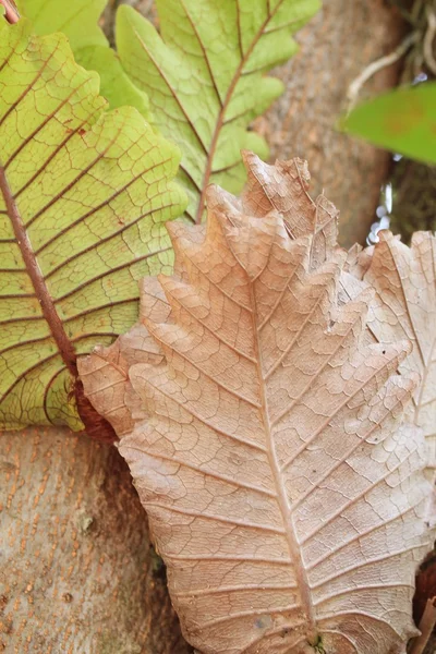 Samambaia verde com seco — Fotografia de Stock