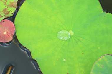 lotus yaprak zemin su damlaları