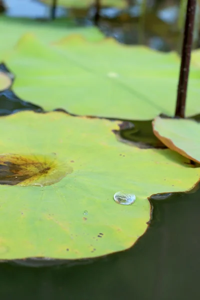 Gotas de água em um fundo de folha de lótus — Fotografia de Stock