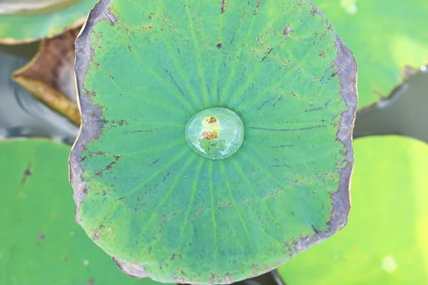 Σταγόνες νερού σε φόντο φύλλο lotus — Φωτογραφία Αρχείου