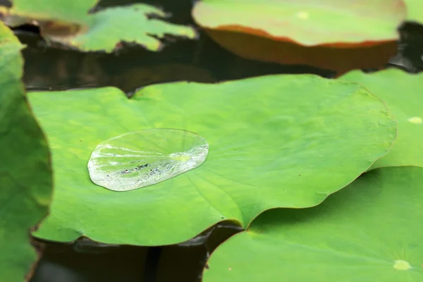 Gotas de água em um fundo de folha de lótus — Fotografia de Stock