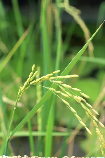 Campo de arroz dorado — Foto de Stock