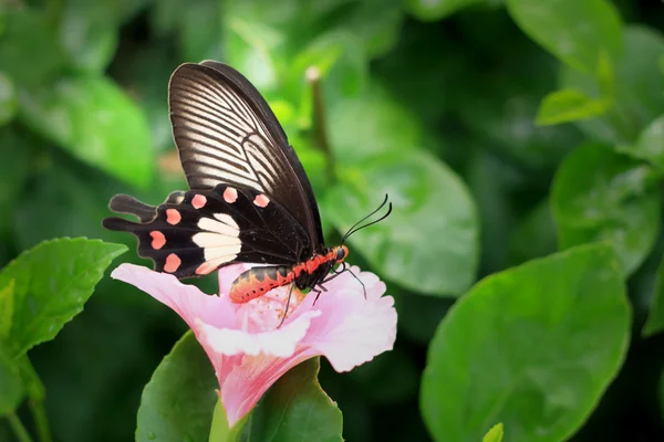 ピンクのハイビスカスの花と蝶の自然の中で. — ストック写真