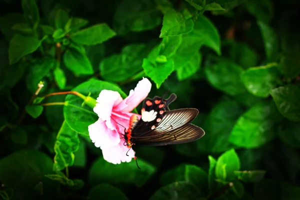 ピンクのハイビスカスの花と蝶の自然の中で. — ストック写真