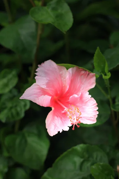 Pink hibiscus flower in nature. — Stock Photo, Image