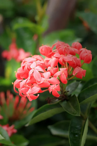 Rød Ixora-blomst i naturen – stockfoto