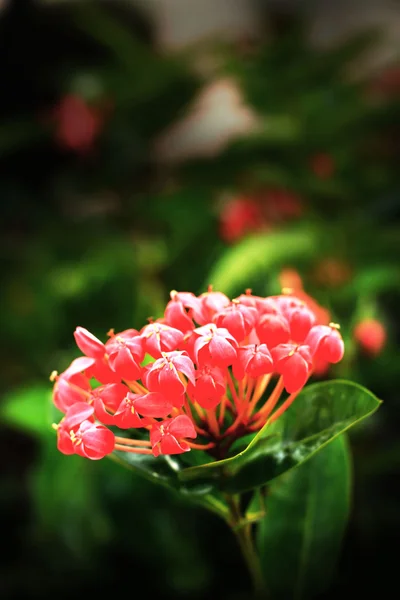 Red ixora flower in nature — Stock Photo, Image