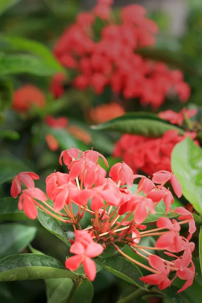 Červená ixora květina v přírodě — Stock fotografie