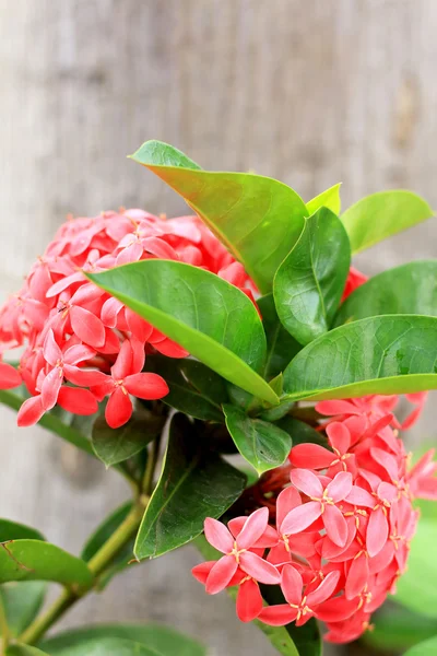 Ixora rossa fiore in natura — Foto Stock