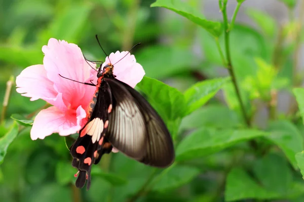 ピンクのハイビスカスの花と蝶の自然の中で. — ストック写真