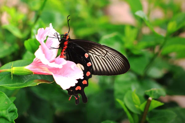 Pink hibiscus flower and butterfly in nature. — Stock Fotó