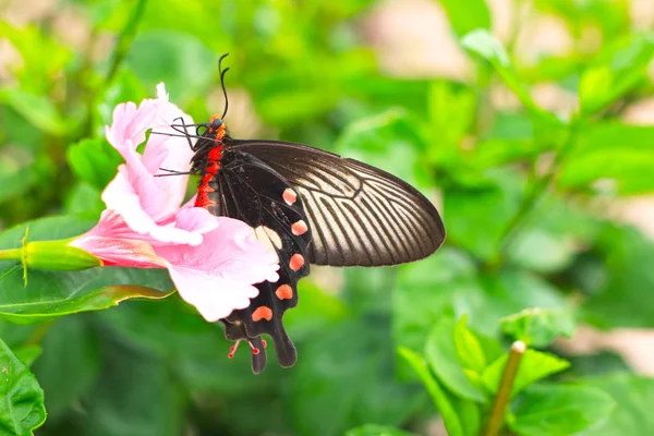 Pink hibiscus flower and butterfly in nature. — Stock Fotó