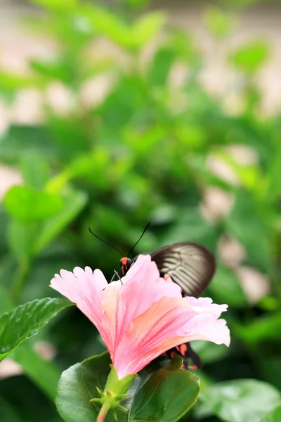 Розовый гибискус цветок и бабочка в природе . — стоковое фото