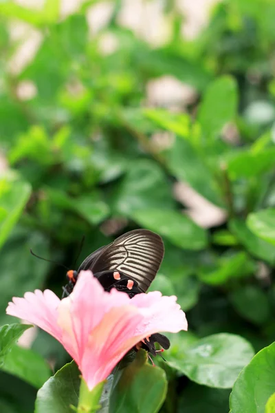 ピンクのハイビスカスの花と蝶の自然の中で. — ストック写真